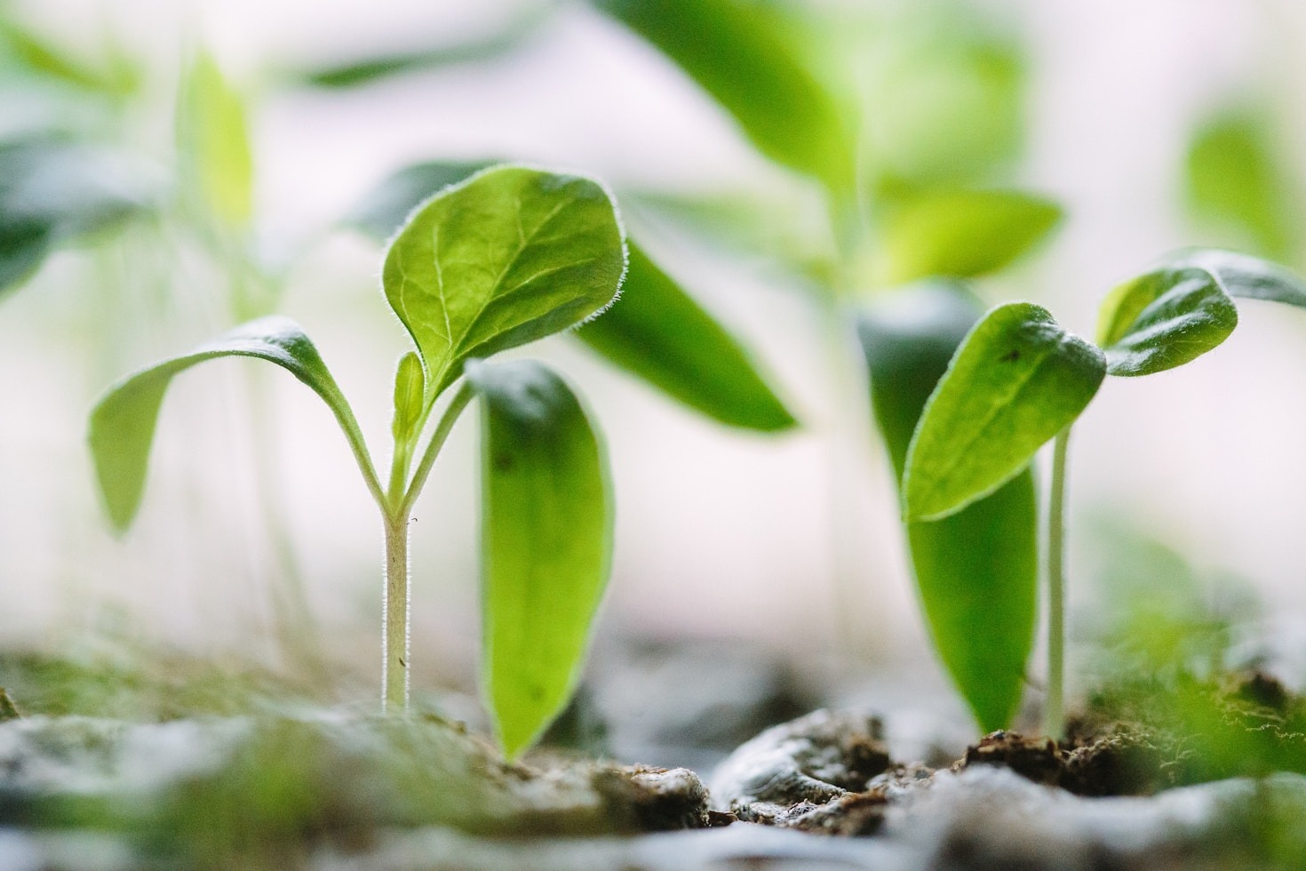 How Shelfgrow Builds Sustainable Growth Strategies